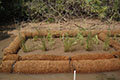 Wattles Coir Wattle - 2